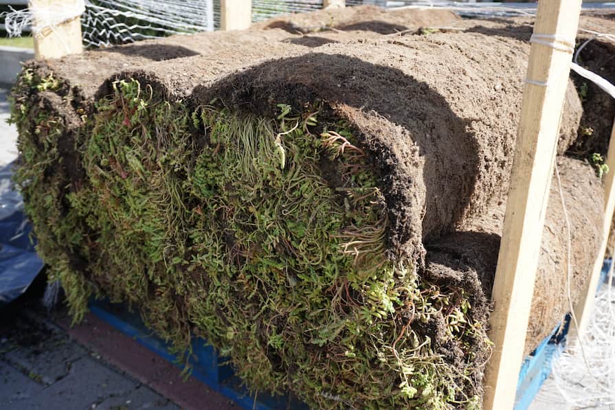 Koberce s předpěstovanými rozchodníky položené na paletě