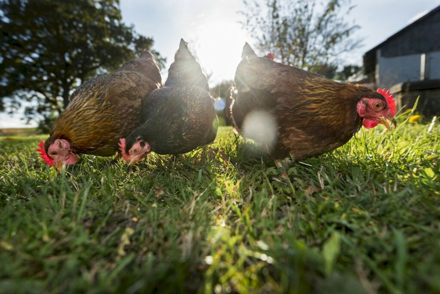 Černé zabarvené nosnice hledající potravu