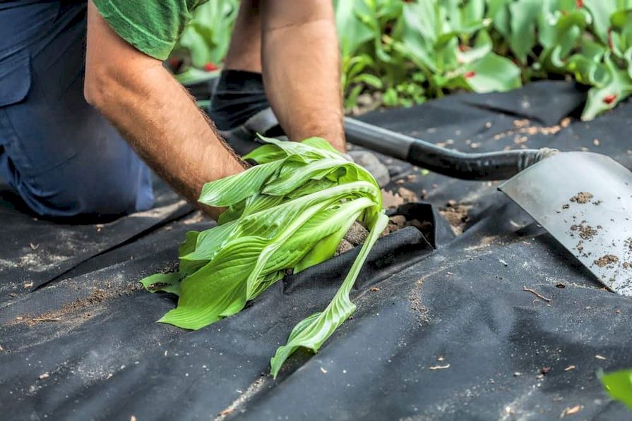 Černá netkaná textilie pod výsadbou
