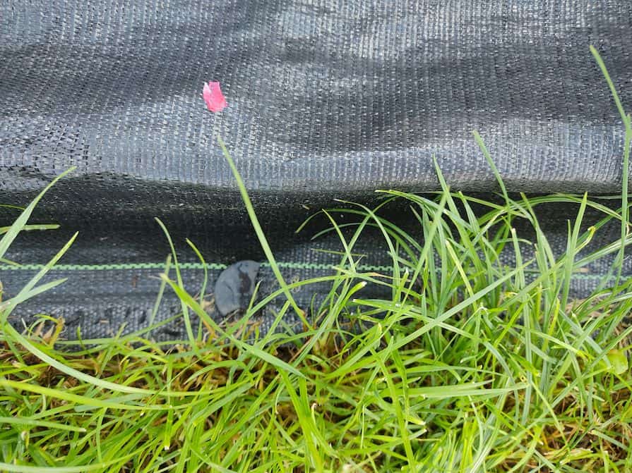 Agrotextilie ukotvená plastovými kolíky