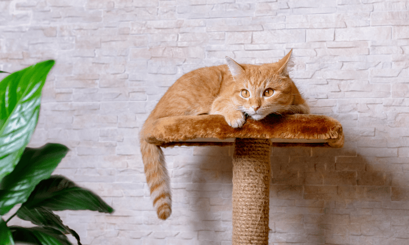 Kočka ležící na přírodním škrabadle