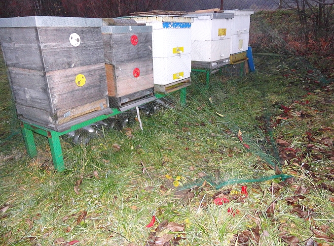 Včelí úl potažená sítí proti ptákům Birndet