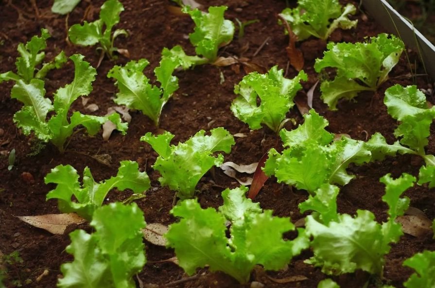 Zemina po nvýsevu salátu